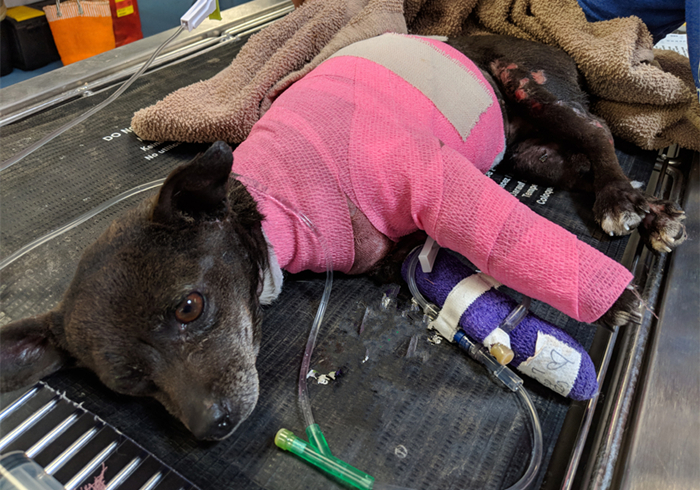 狗狗把自己烫伤后，记住不能用牙膏紧急处理，主人应学会正确方法