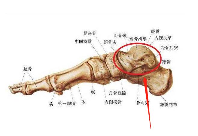 犬分离性软骨病,犬的主要疾病有哪些