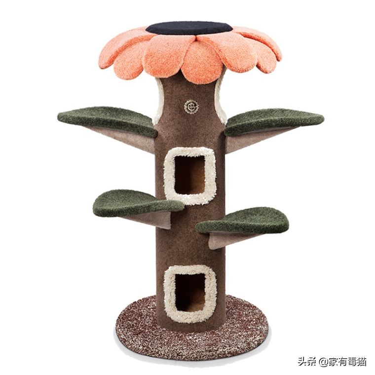 猫粮为何叫毒粮,猫粮和米饭哪个安全