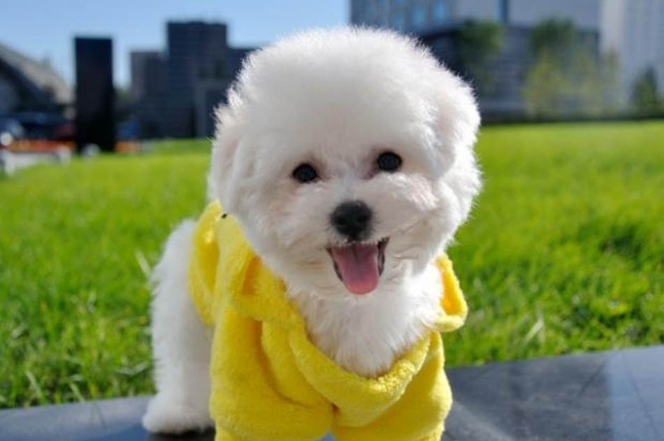 比熊犬的繁殖情况注意事项,比熊犬怎么繁殖一胎主要生几个