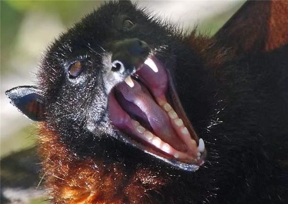 吕宋岛有种狐蝠，不吃虫子也不吸血，为吃上无花果飞行40千米