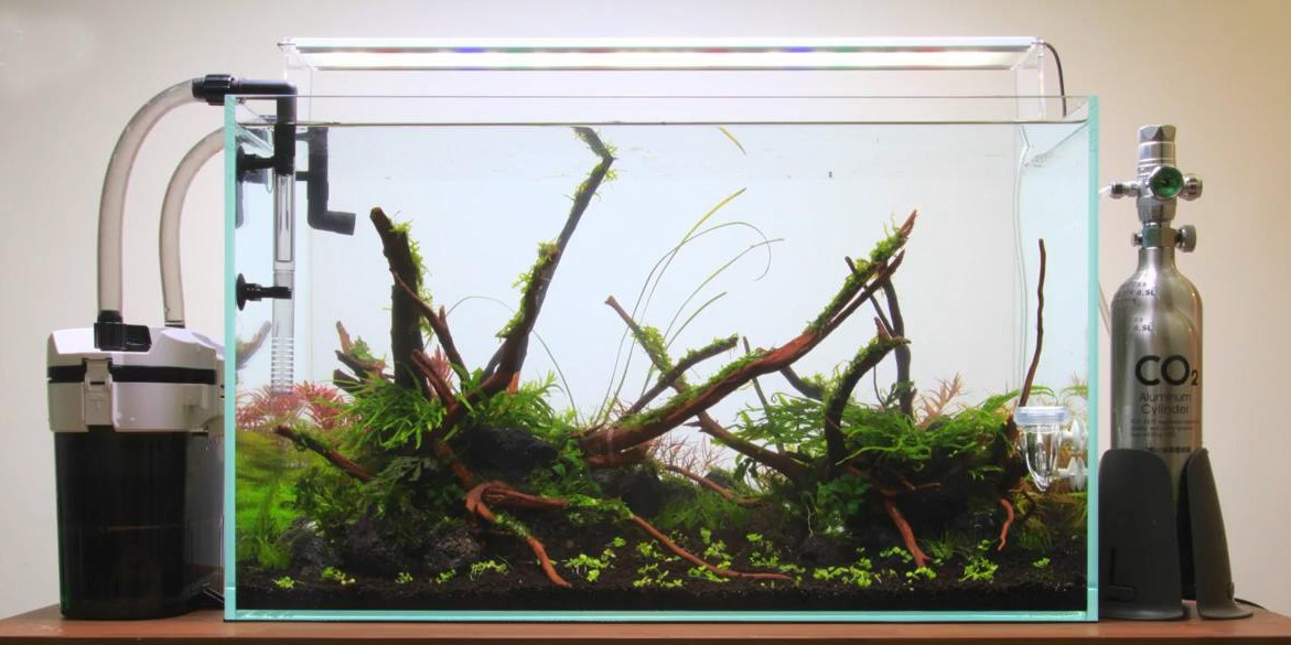 鱼缸最简单的草缸造景教程,鱼缸造景草栽种教程