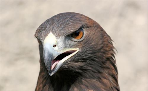 高空捉虫，水下捕鱼，还能看到紫外线，鸟类的眼睛里藏着什么秘密