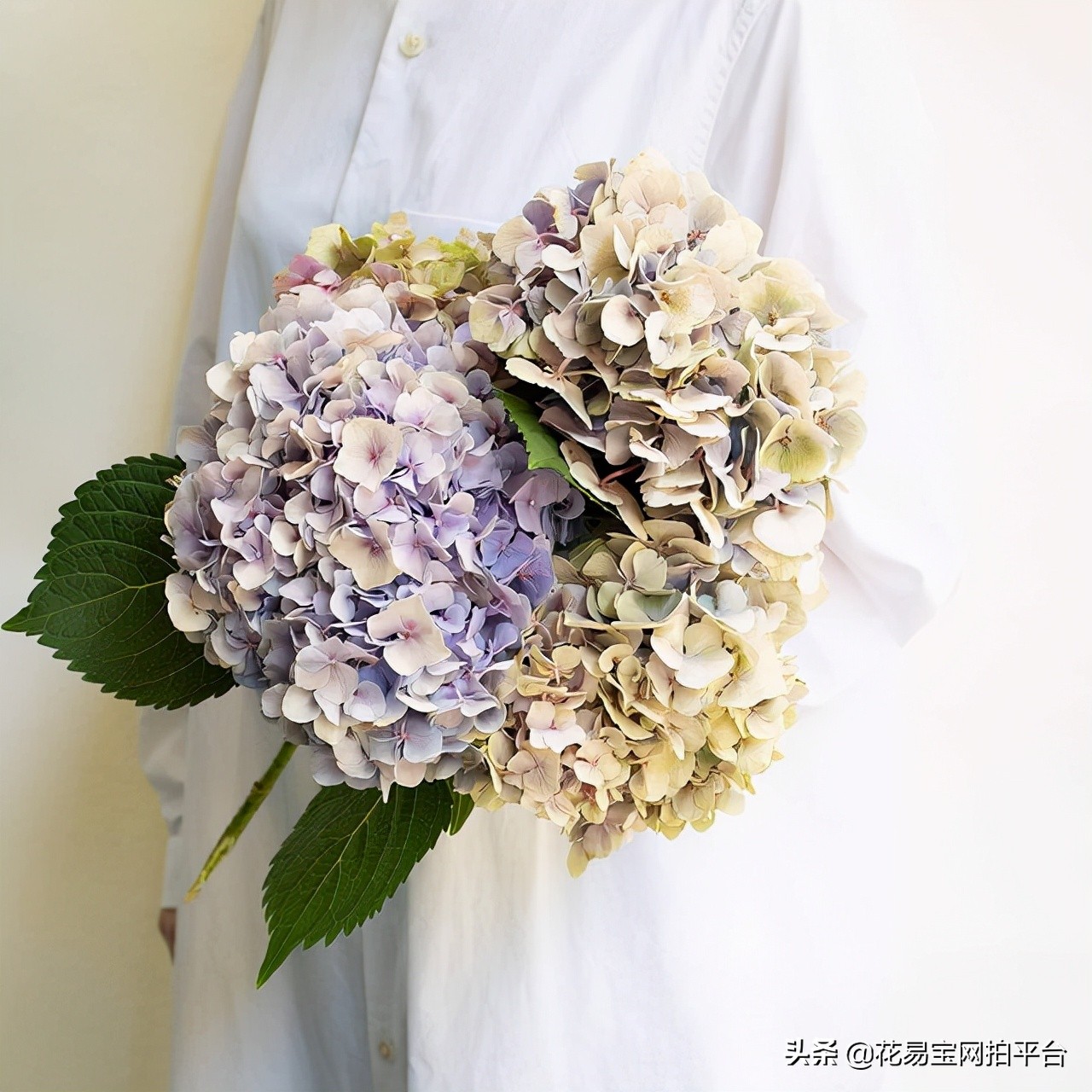 鲜花批发都有什么渠道,一般鲜花批发的都在哪个平台