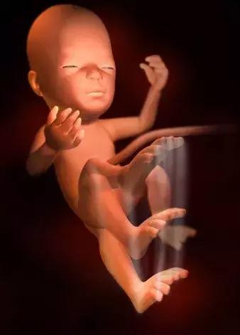 孕期知识五:妊娠第7-8个月