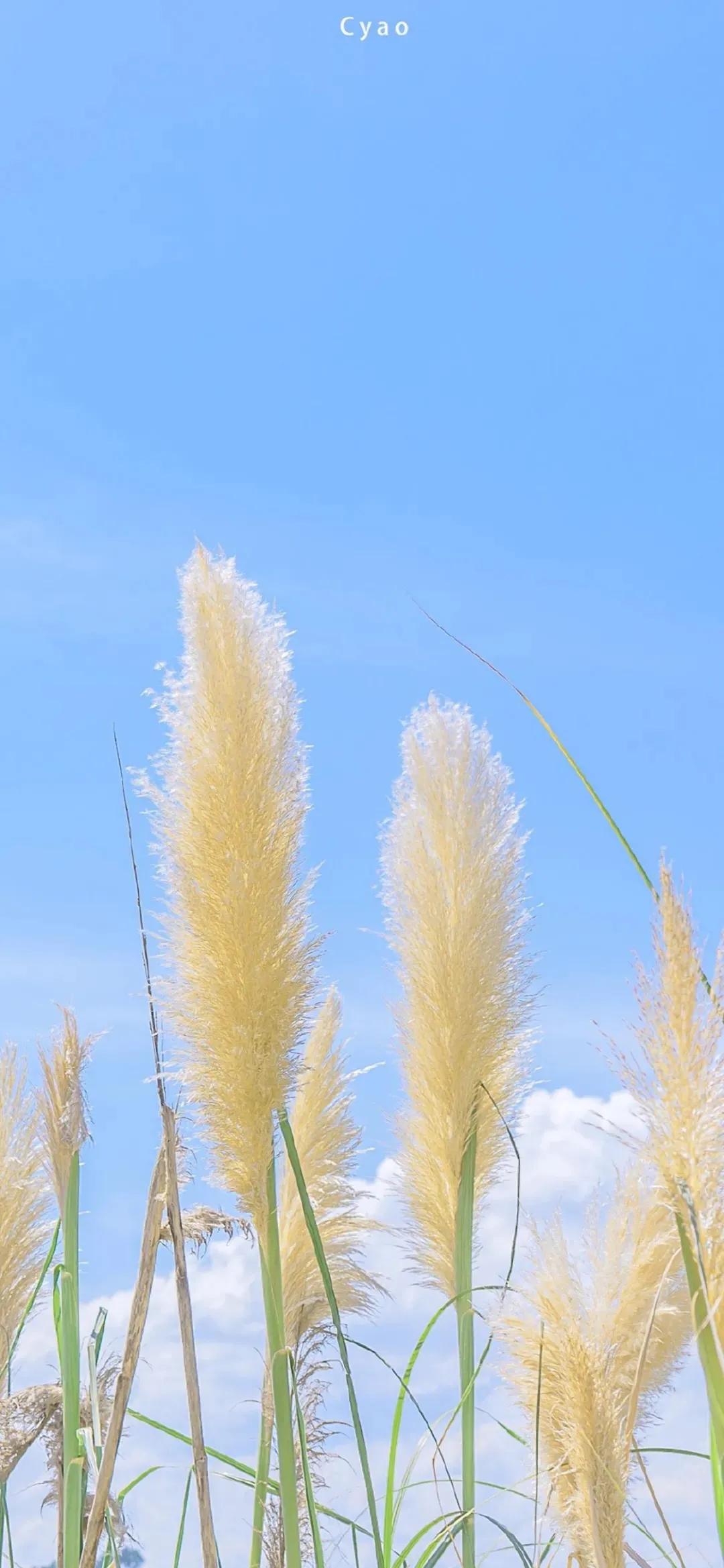精选壁纸高清无水印风景,精选高清全面屏壁纸