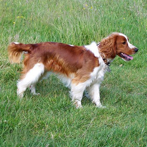 世界上一百种狗的图片,世界十种名贵狗