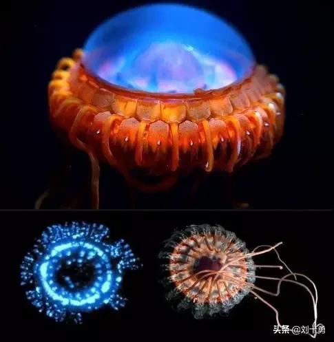 罕见动物60种大开眼界,十种罕见动物