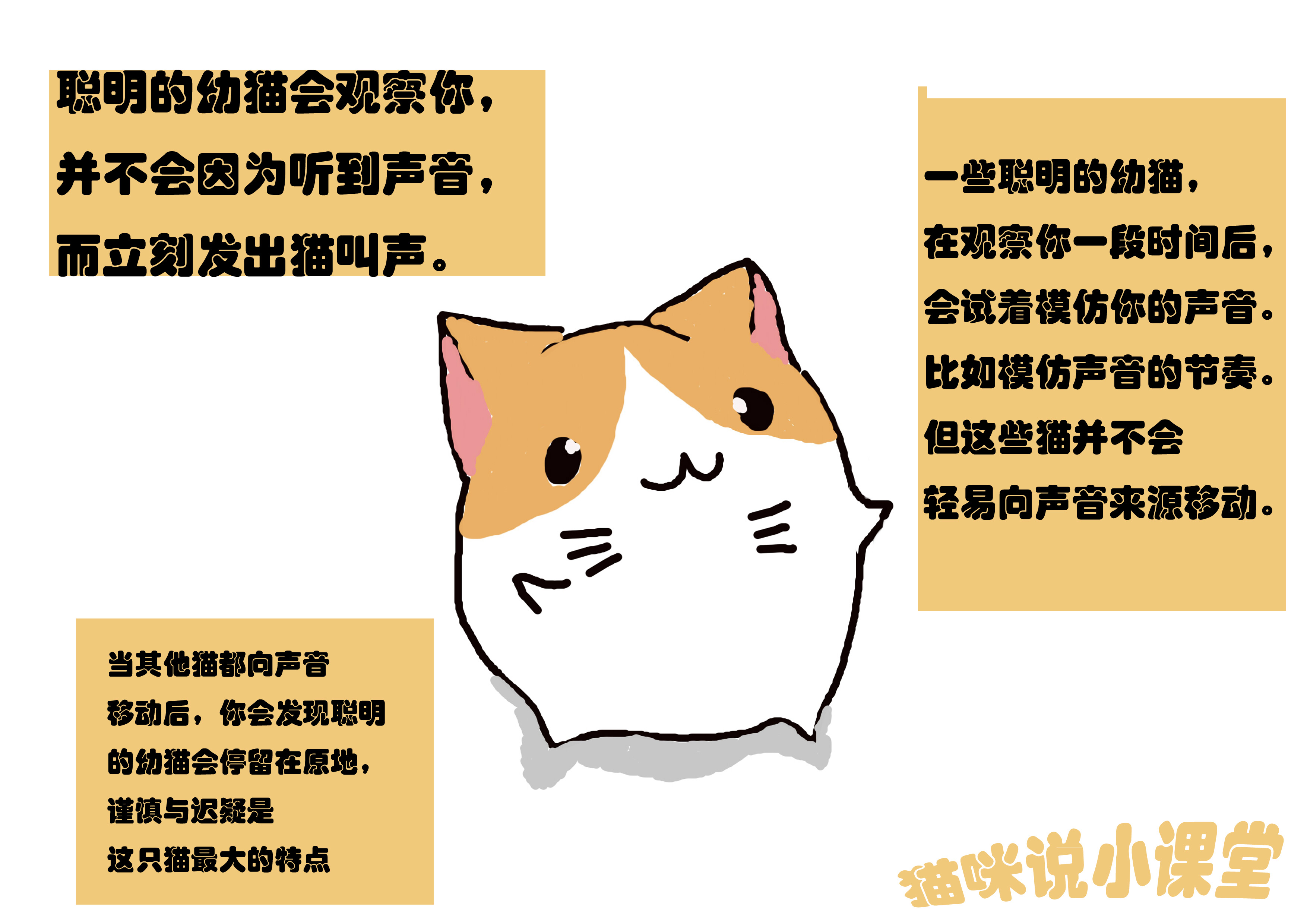 聪明猫都有哪些,聪明幼猫