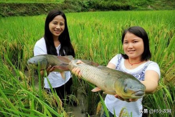 农村创业100万养殖什么最赚钱,农村致富创业养殖好项目养羊