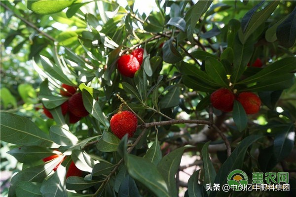 杨梅病虫害用什么农药好,杨梅病虫害防治什么时间