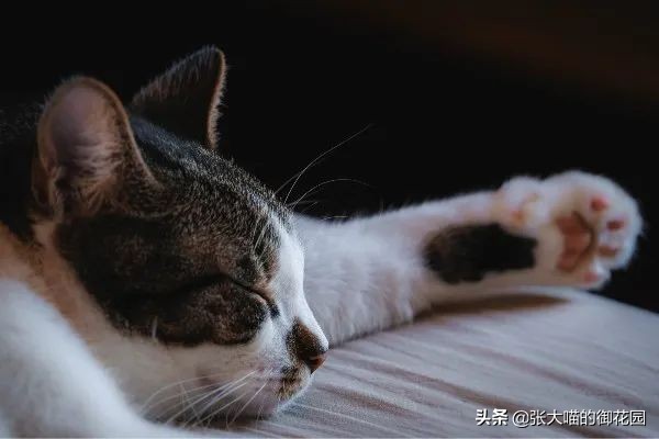 猫咪总喜欢咬自己的毛,猫咪总喜欢咬主人
