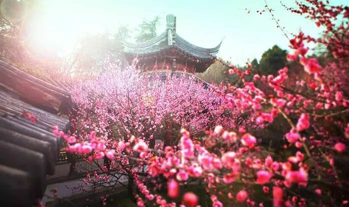 无花果树在庭院内种植有什么寓意,冷杉树长在庭院里风水上有说法吗