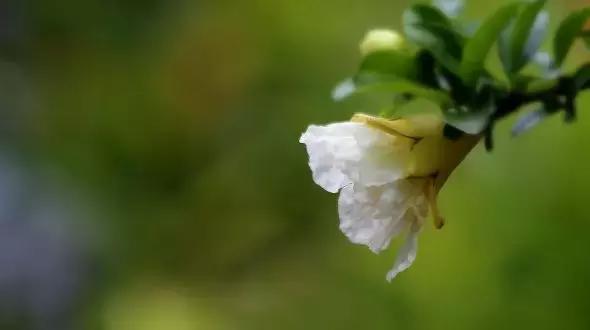五月榴花照眼明是谁写的,五月榴花照眼明下一句