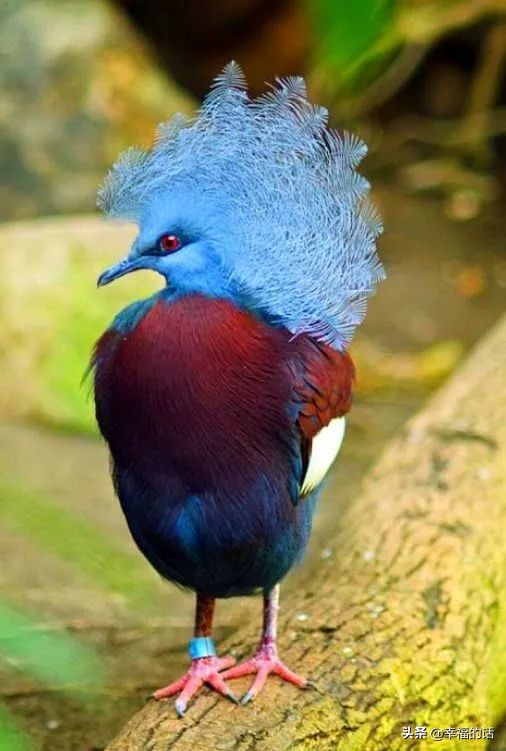 鸟类选美赛,最新鸟类选美大赛