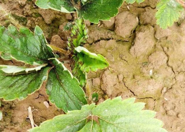 草莓花期蓟马危害用什么药,草莓大棚里的蓟马怎么防治