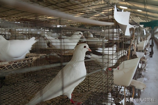 肉鸽养殖前景分析报告,云南肉鸽养殖前景