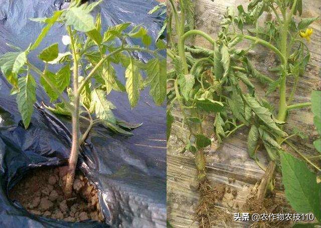 大棚西红柿阴雨天能打枝吗,阴雨天西红柿大棚湿度大怎么办