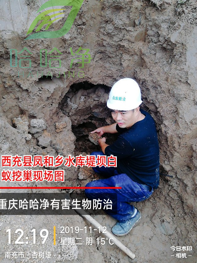 重庆专业灭白蚁公司,重庆正规灭白蚁公司