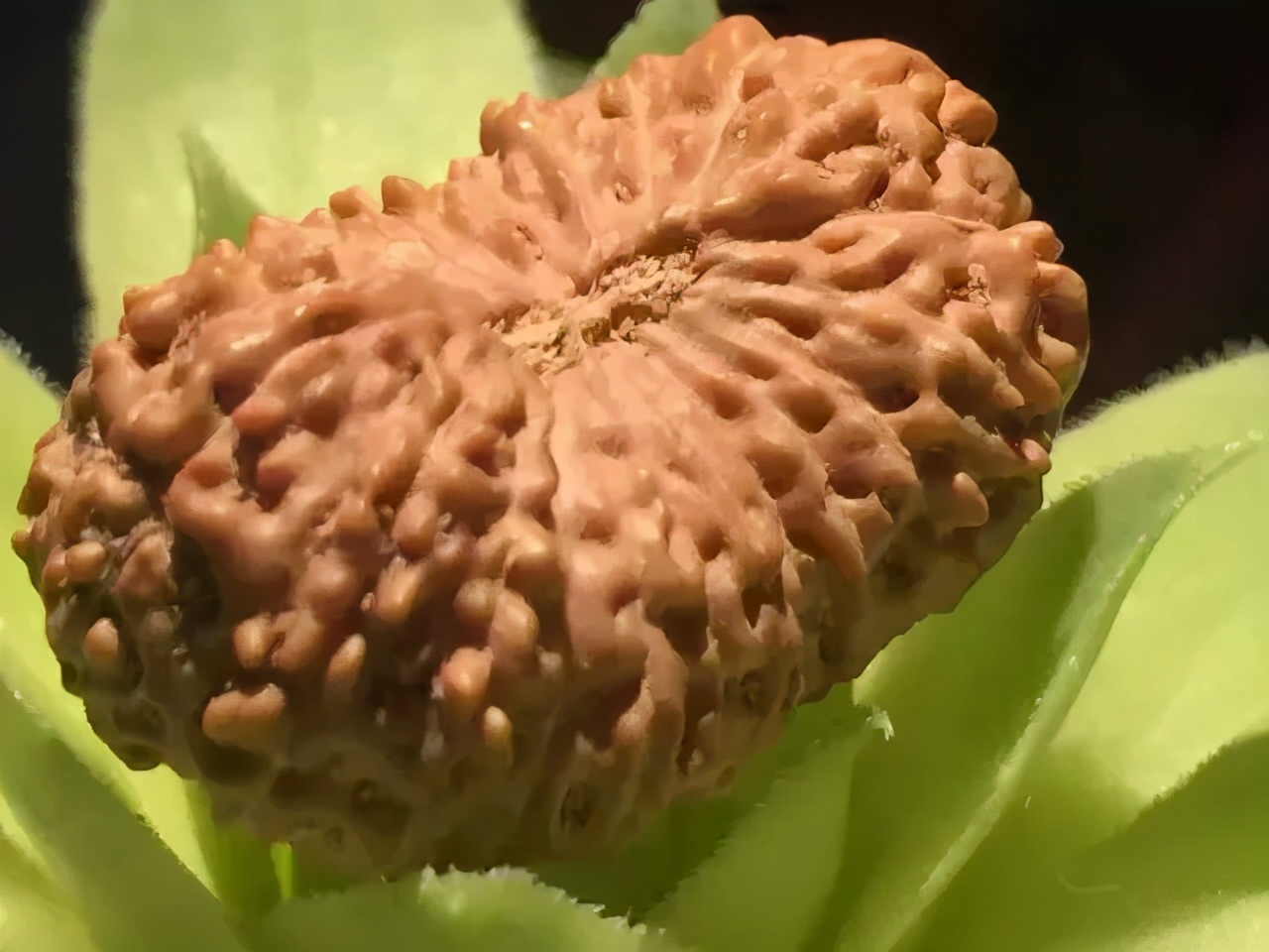 小金刚菩提子纹路图解大全,金刚菩提脖串什么纹路的好