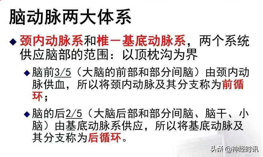 脑动脉解剖学讲解,基底节区脑血管解剖