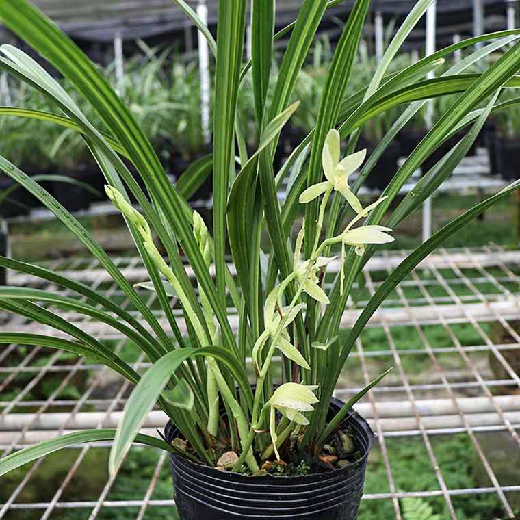 兰花用湿植料上盆还是干植料上盆,栽兰花用干料还是湿料