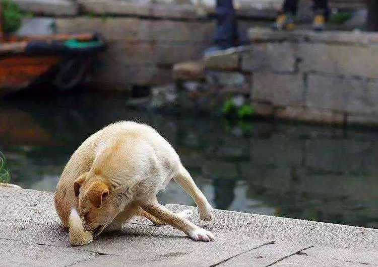 狗狗断尾失败有影响吗,狗狗断尾真的是对狗好吗