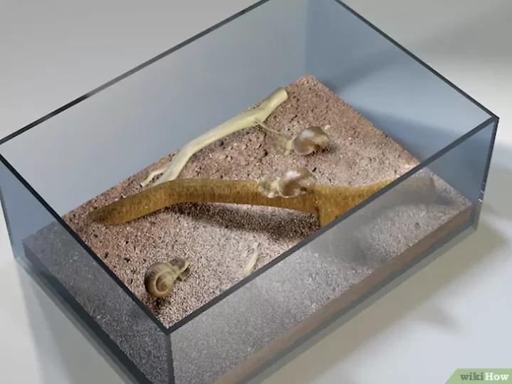 怎么养蜗牛宠物,怎么养野生蜗牛做宠物