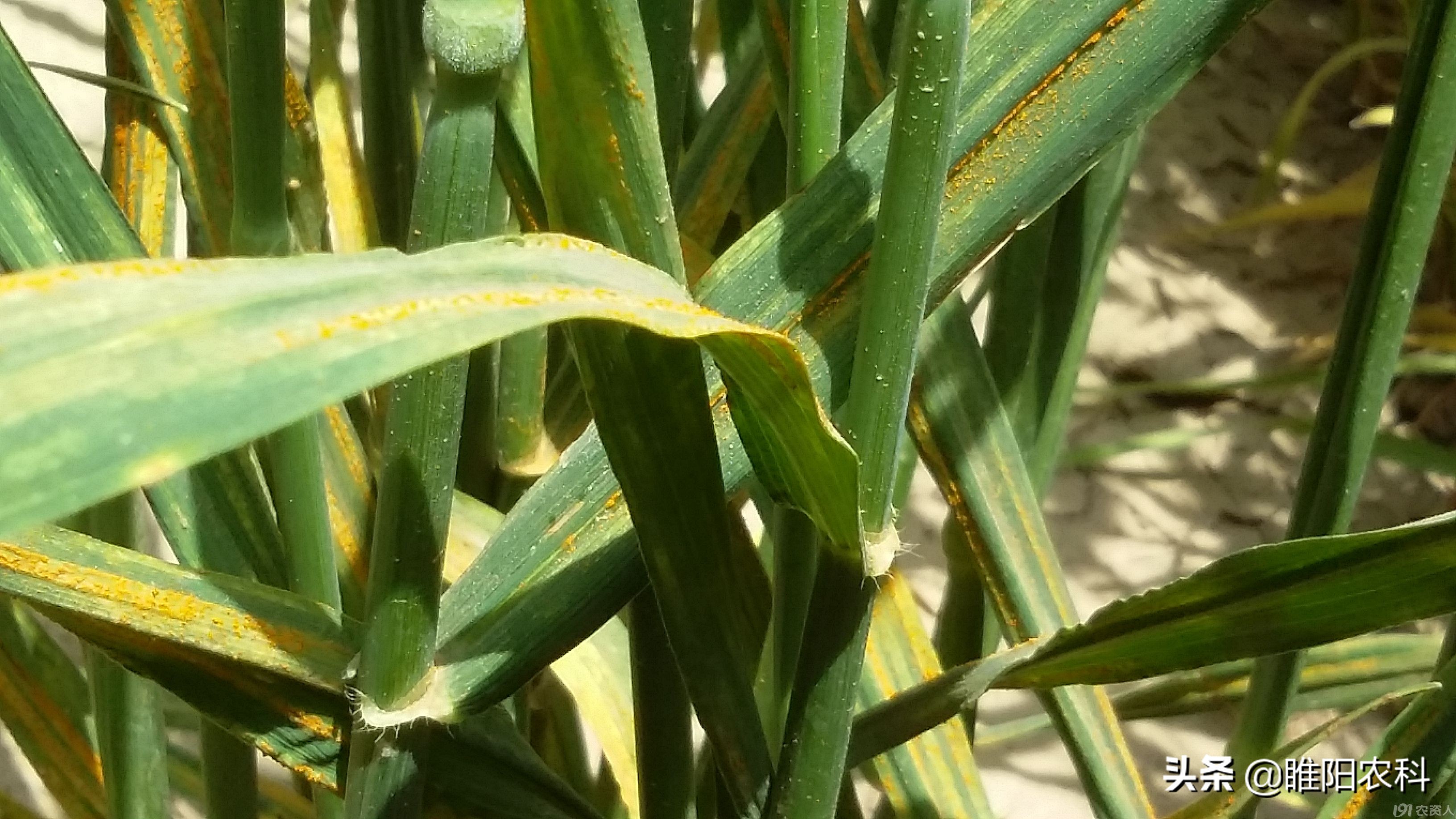 小麦条锈病危害,小麦锈病的危害及防治