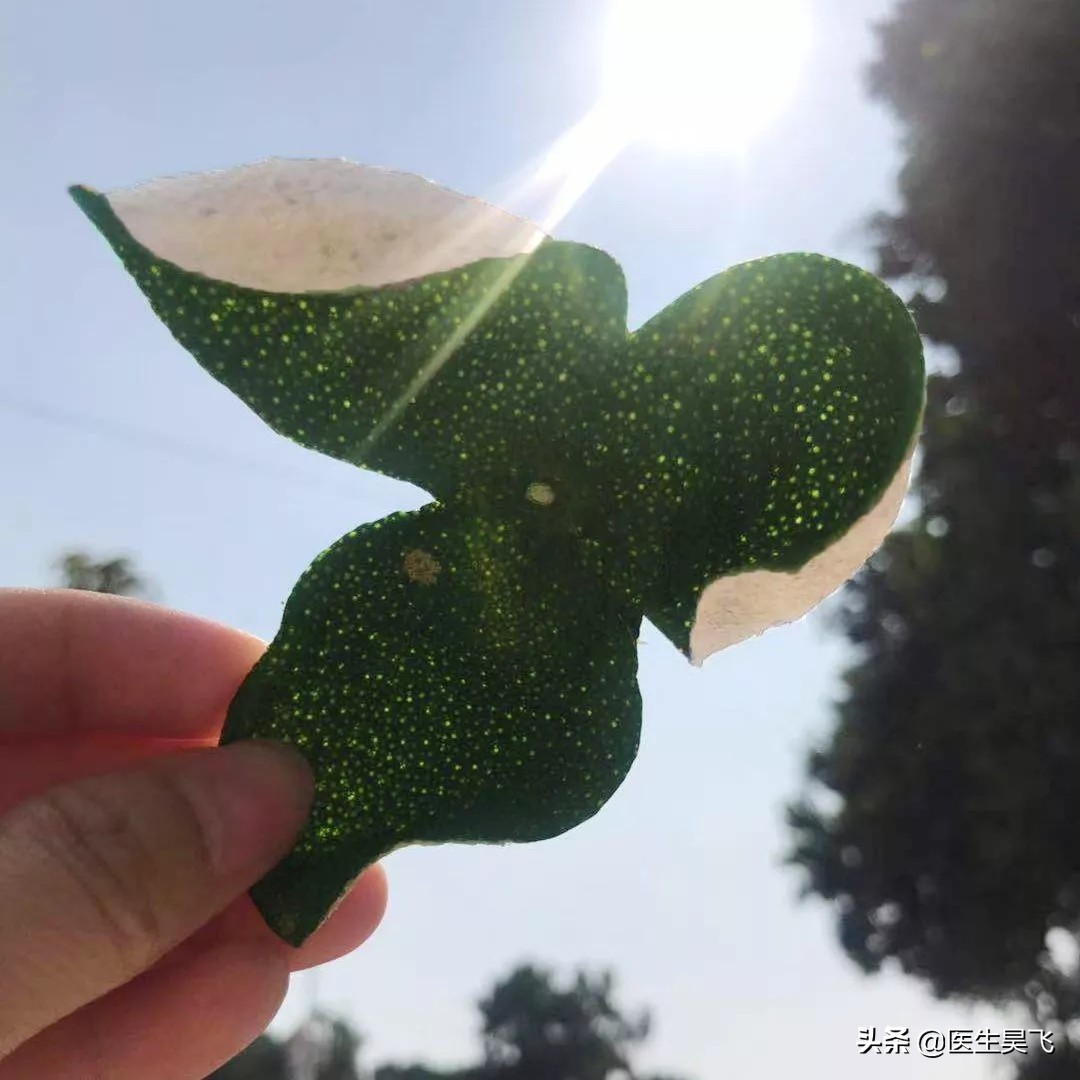 草本传香｜青皮——疏肝气散肿块