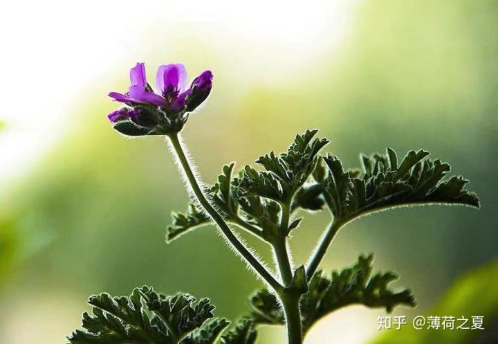 波旁天竺葵主要成分,有小玫瑰之称的天竺葵精油