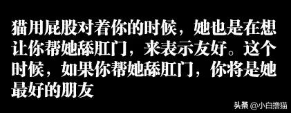 不要随便亲猫的后果,强行亲猫
