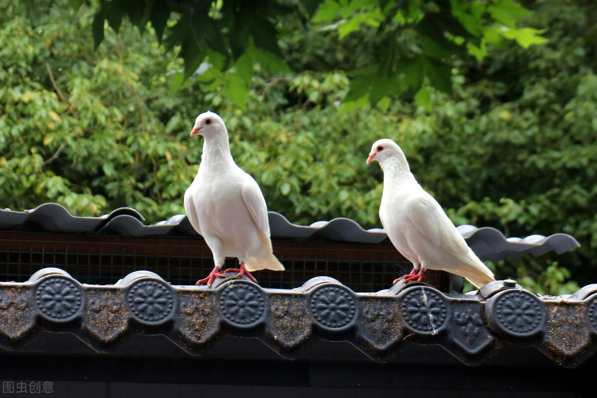 全棚鸽子单眼伤风怎么处理,养鸽子单眼伤风怎么治