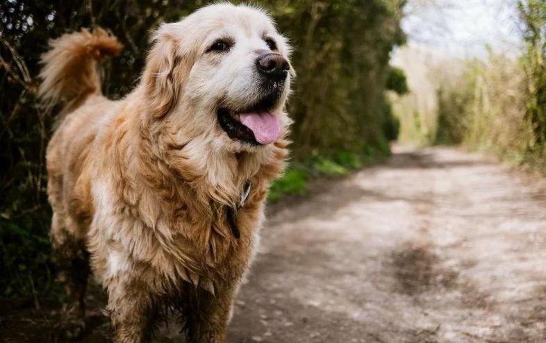 狗狗为什么抗拒洗澡,狗狗抗拒洗澡怎么办