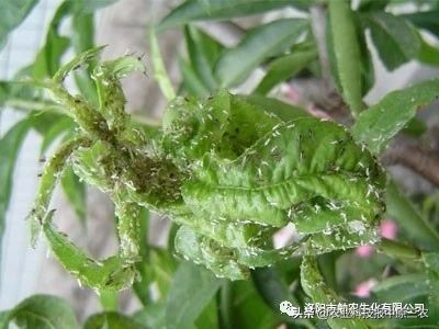 如何防治花椒树上的蚜虫,如何治花椒树上的蚜虫