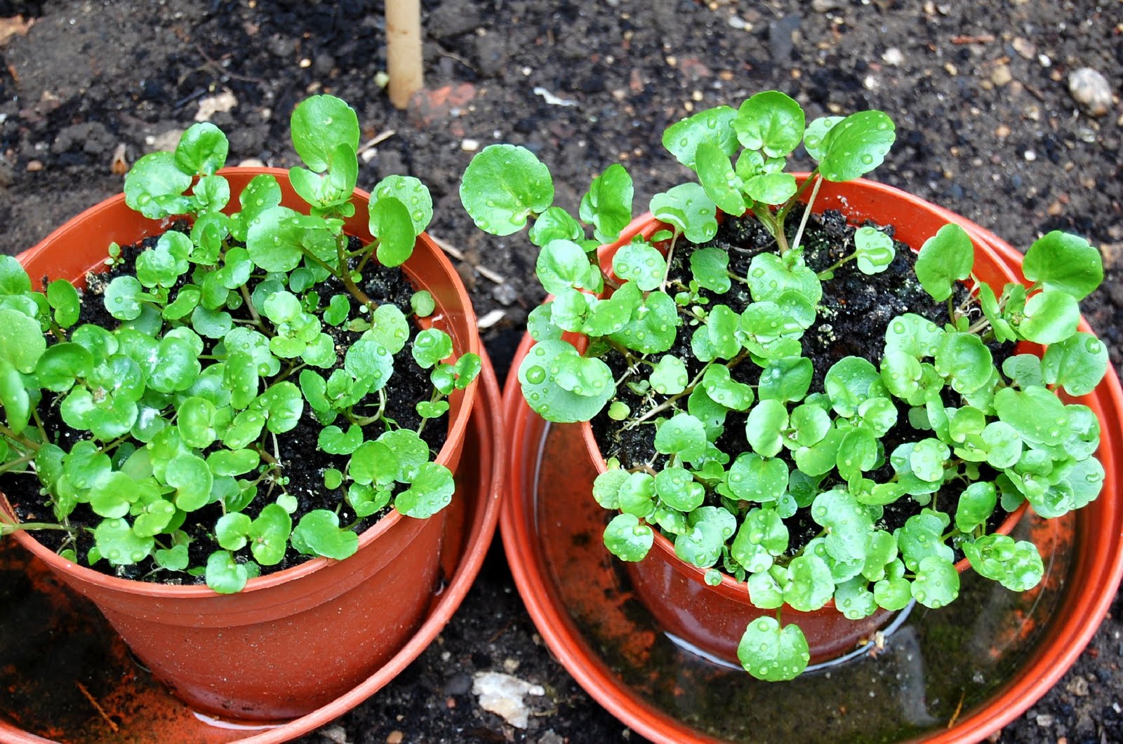 每个十一月生日对应的生日花,365天每天代表生日的花有哪些