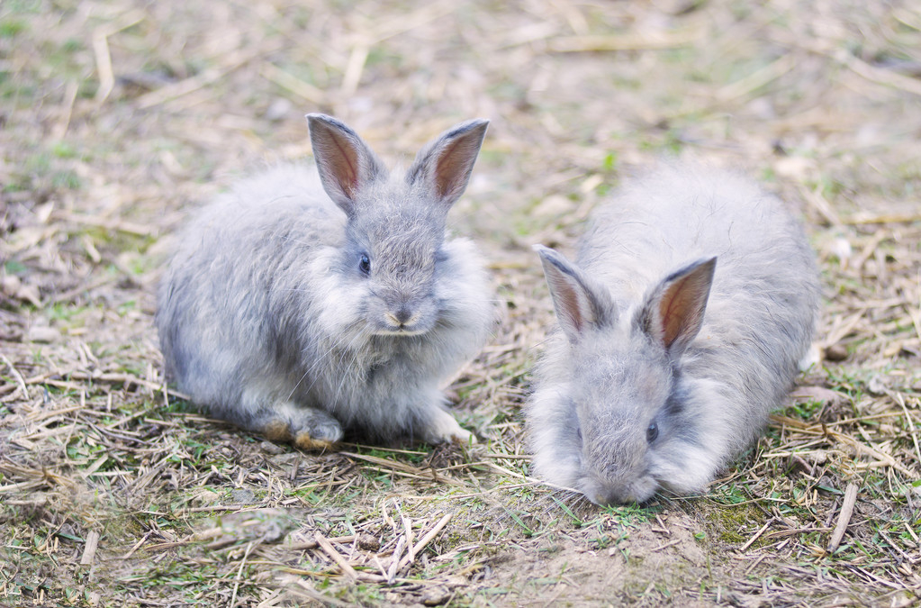 长毛兔养兔技术,长毛兔种兔养殖技术图解