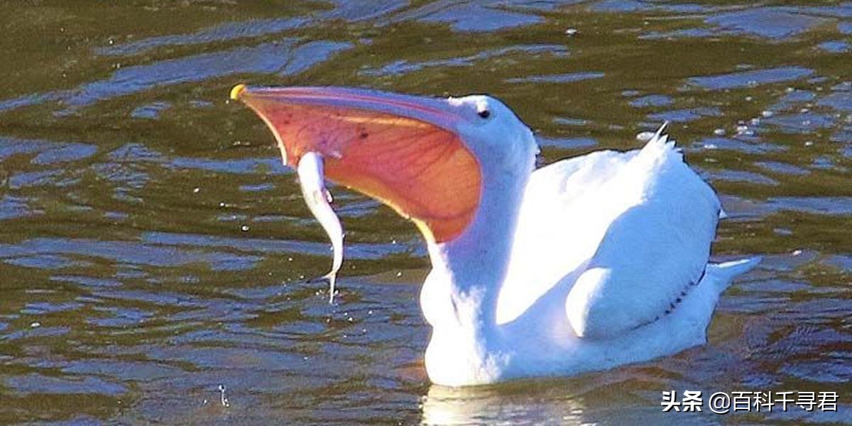 鹈鹕吞猎物到肚子里是怎么样的,鹈鹕会吞掉同类吗