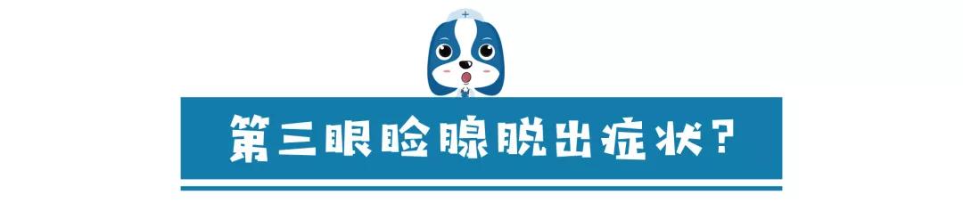 儿童眼角长个黑色的小肉球,小奶猫眼睛长肉球怎么办