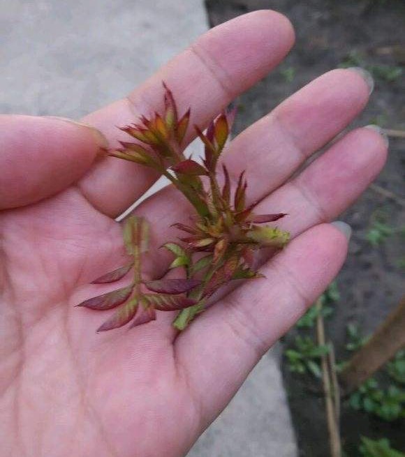 月季苗怎么养壮？记住“2点”，一年长成大盆栽，开花数量多10倍