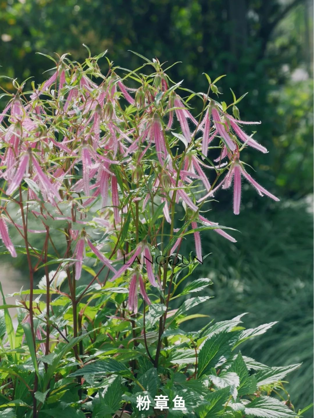 风铃草适合几月种,日本风铃耐寒温度是多少