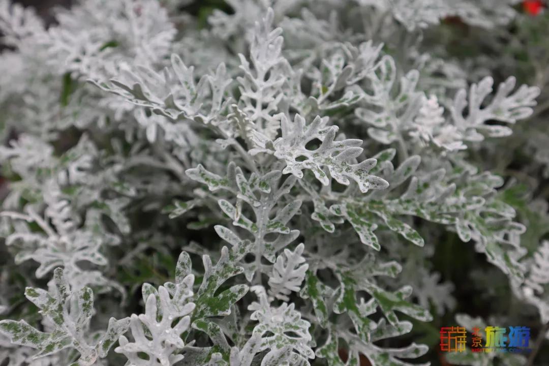 北京免费的花海公园,北京免费花海景区