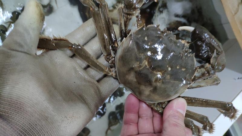 阳澄湖大闸蟹最佳品蟹时间,去阳澄湖吃正宗大闸蟹攻略来了