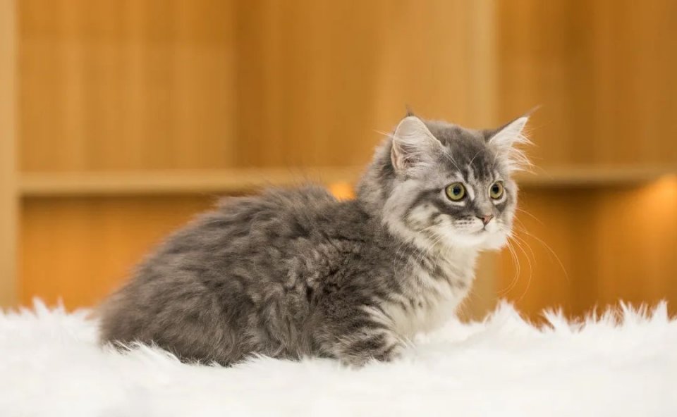 仙女猫专卖店介绍,仙女猫专卖店一览表