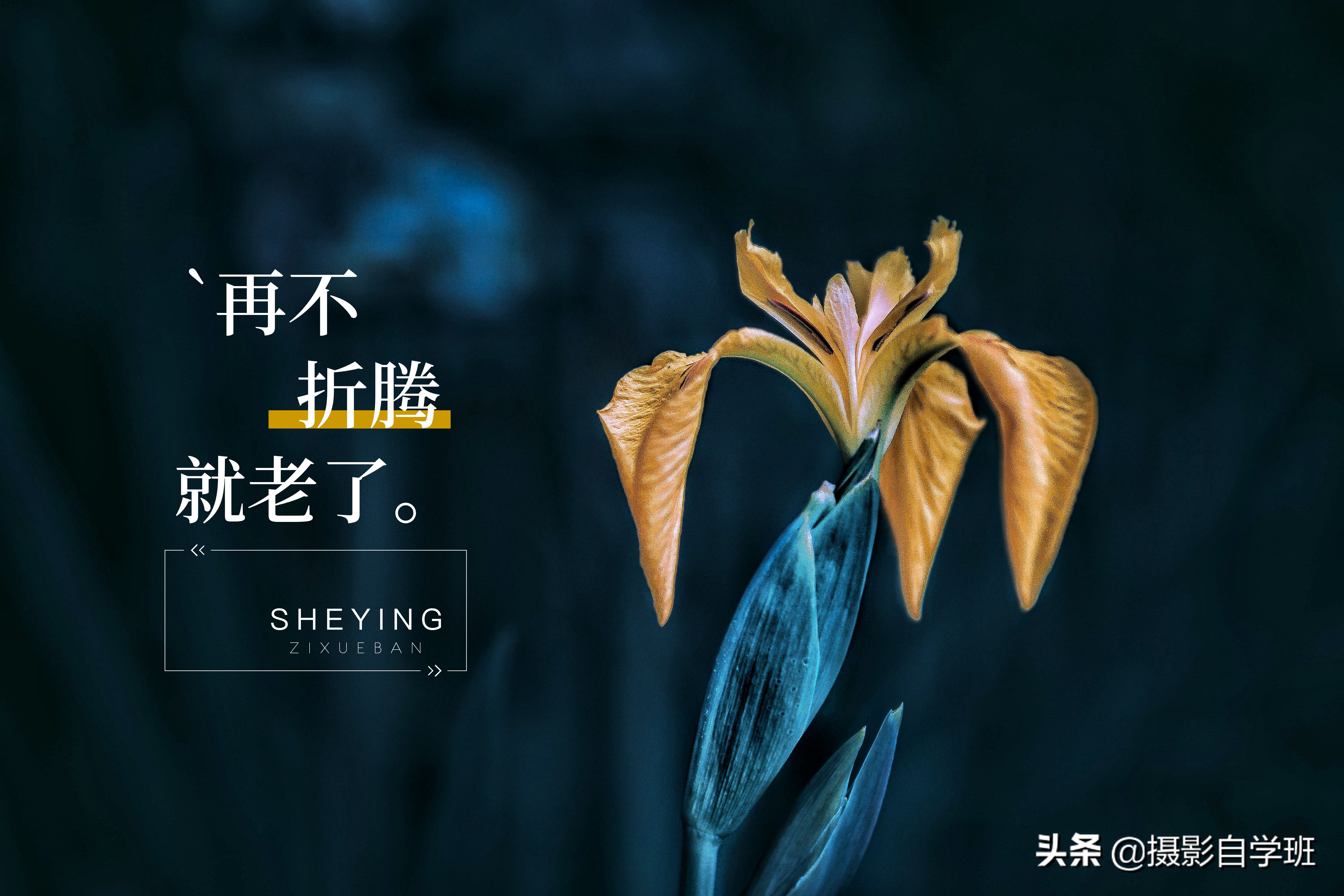 华为mate40pro照相水印和日期,华为手机照相和苹果手机照相