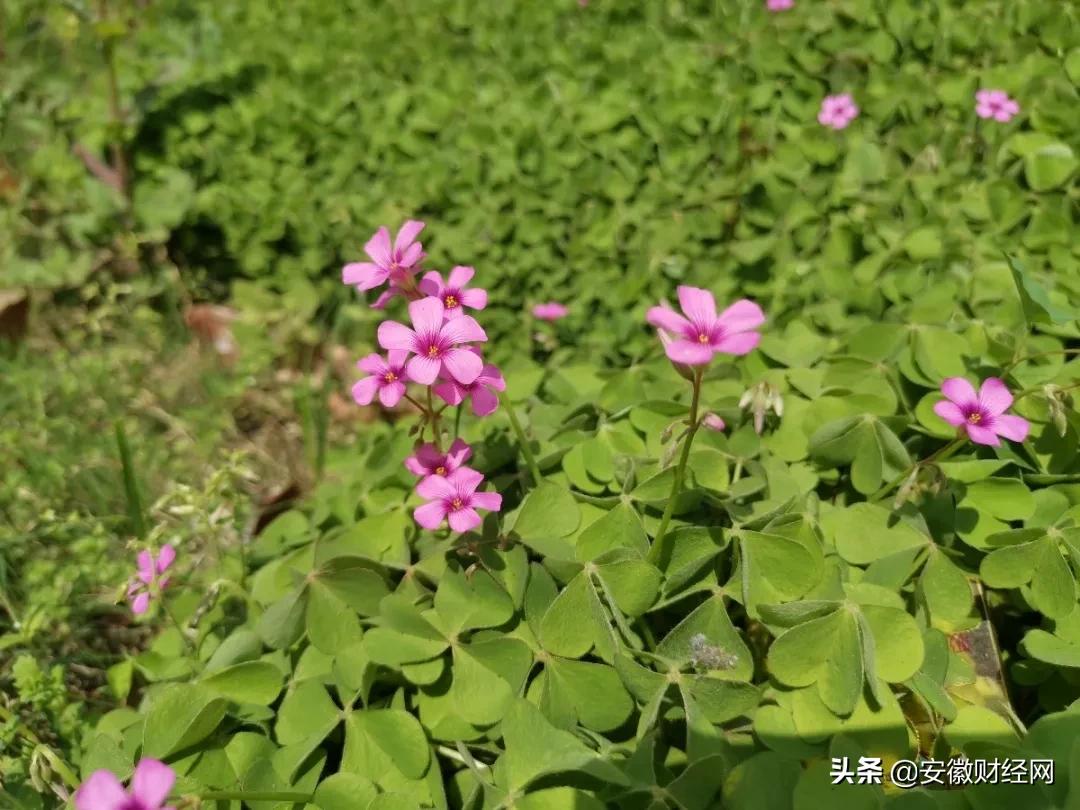 花都开好了现场完整版,花都开好了合唱合拍