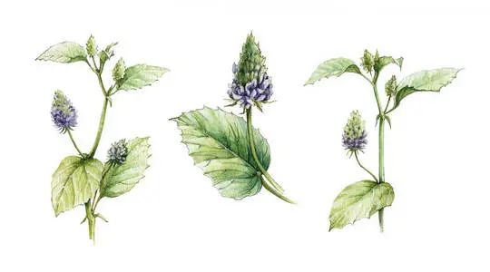 补骨脂的功效与验方,补骨脂性味歌诀