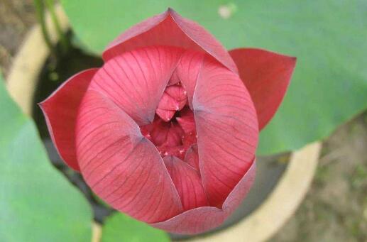 养碗莲不能缺水吗,碗莲怎么养才能旺盛开花