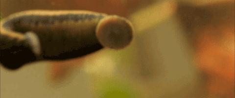 流鼻血的恐怖现象,流鼻血有多恐怖