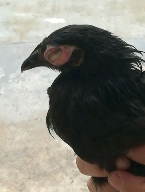 鸡眼睛瞎什么病,鸡单只眼睛脸肿是什么病